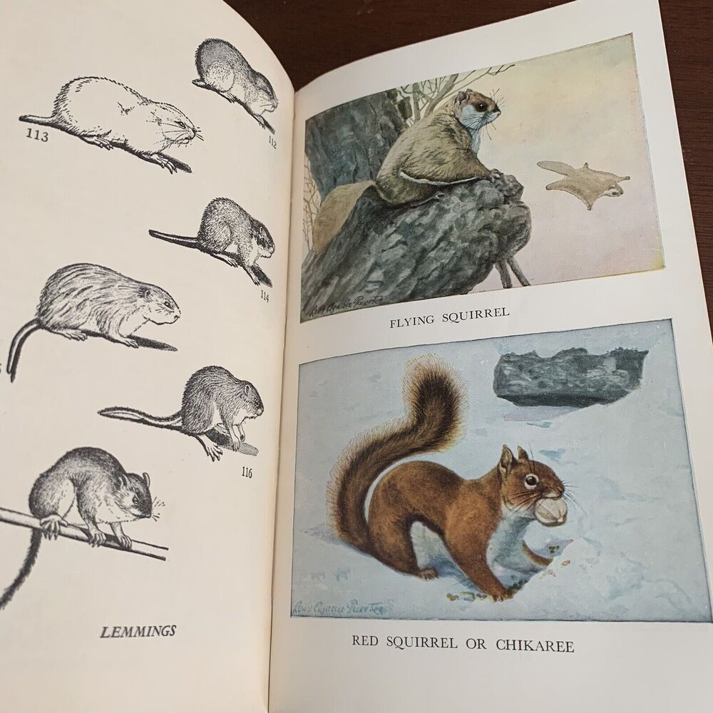 How to Know the American Mammals by Ivan T Sanderson - Mentor M63 - 1953